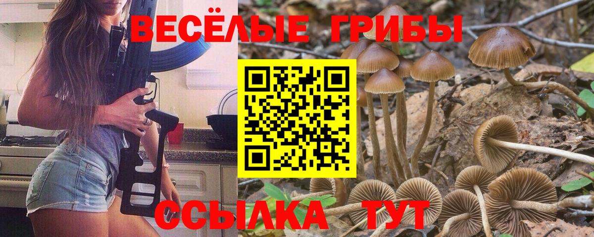 Галлюциногенные грибы Cubensis Волхов